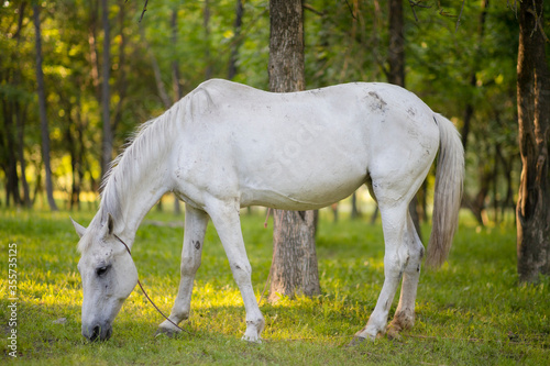 white horse eats grass on the lawn in the background of nature  © Delete