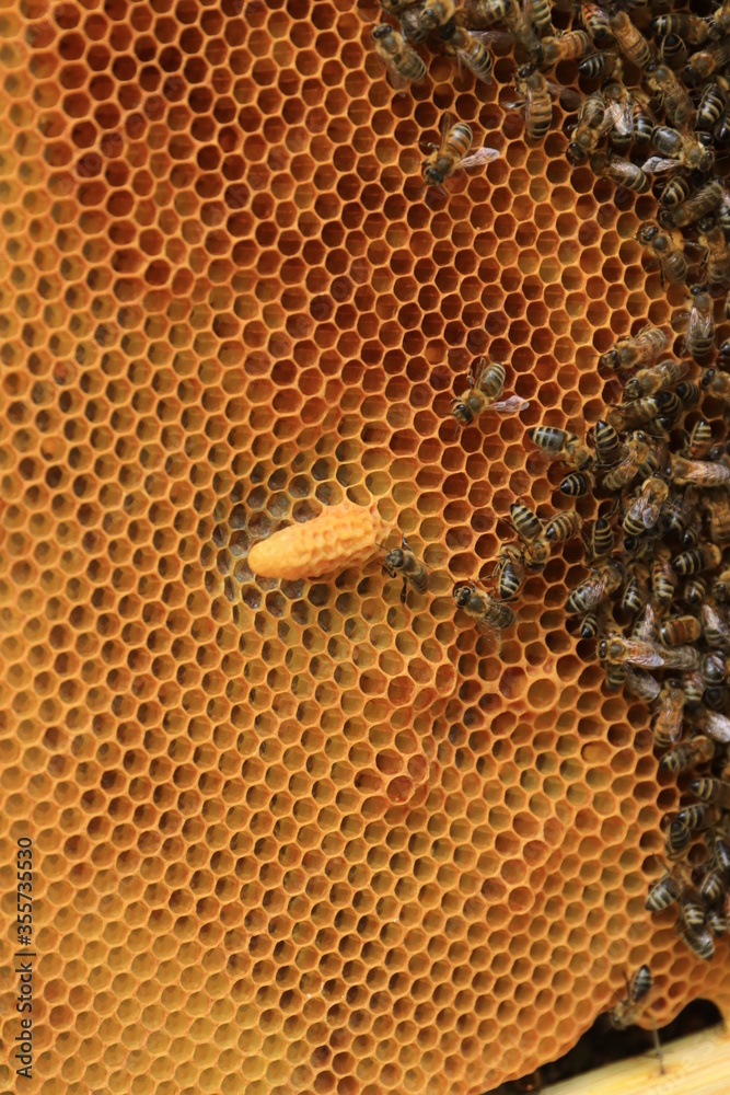 Liquor on the bee honeycomb close-up Liquor on the bee honeycomb close-up