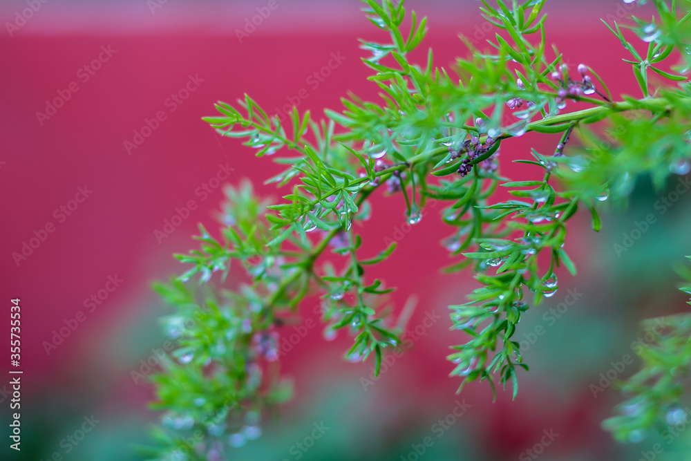 Almost abstract look at this feathery fern green leaves after the rain Almost abstract look at this feathery fern green leaves after the rain