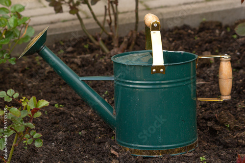 Green small iron watering can stand as a decoration near the rose bushes