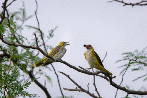 Young Eurasian Golden Oriole or Oriolus oriolus feeds the chick