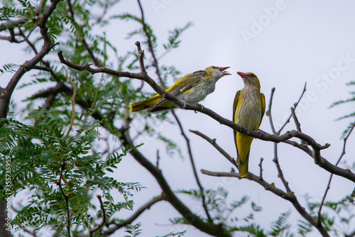 Young Eurasian Golden Oriole or Oriolus oriolus feeds the chick © rostovdriver