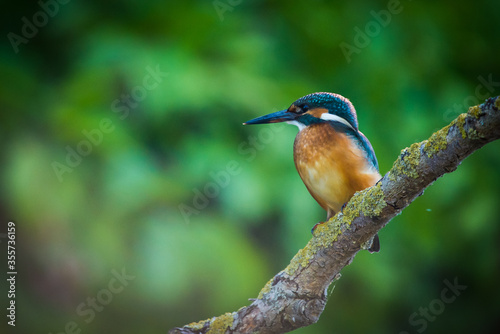 Common European Kingfisher or Alcedo atthis perched on a stick above the river and hunting for fish