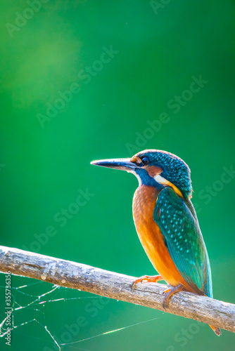 Common European Kingfisher or Alcedo atthis perched on a stick above the river and hunting for fish photo