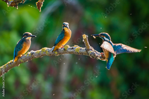 Three Common European Kingfishers or Alcedo atthis perched on a stick above the river and hunting for fish