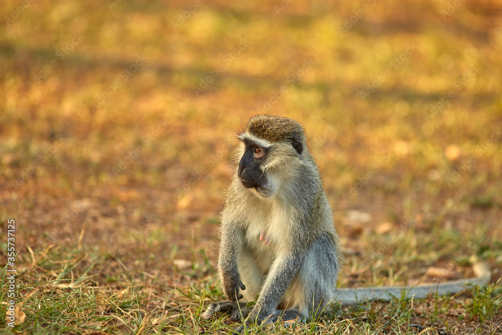 Obraz premium Wildlife