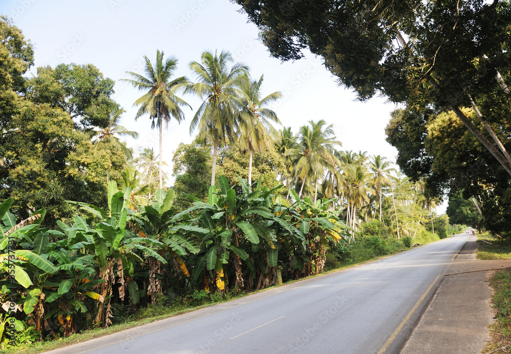 Asphalt road in the jungle along the palm trees of Zanzibar.