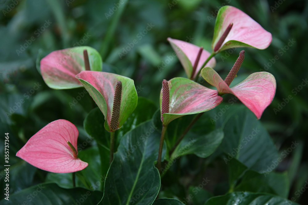 Blossoming pink anthurium in the winter garden.