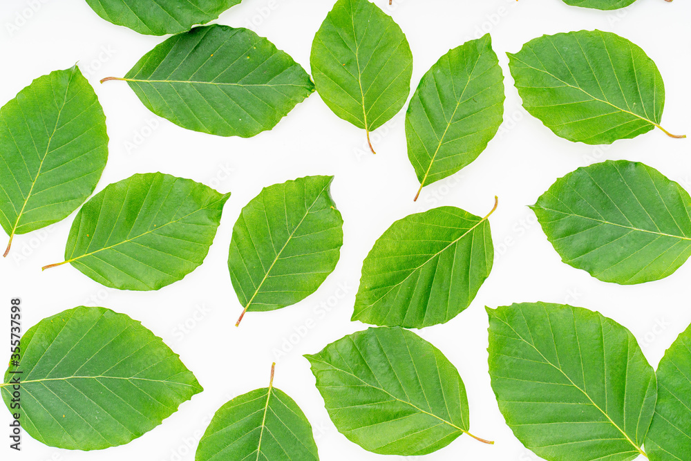 plant leaves on white background. Top view, Flat lay. plant leaves on white background. Top view, Flat lay.