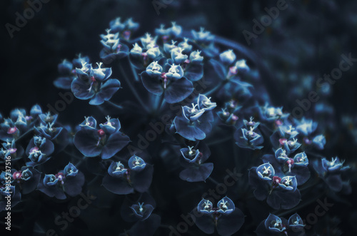 Magic flowers