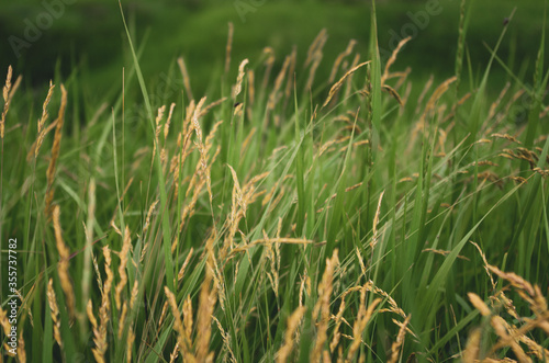Wheat and grass