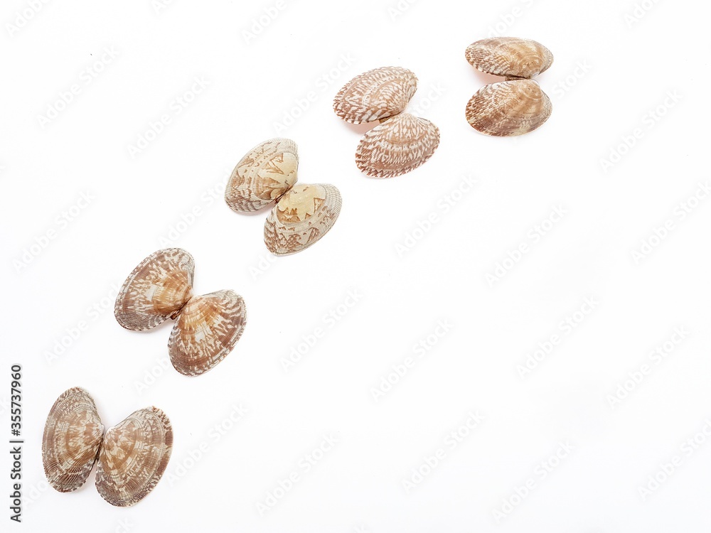 Sea washed vongole shells on a white background. Sea washed vongole shells on a white background.