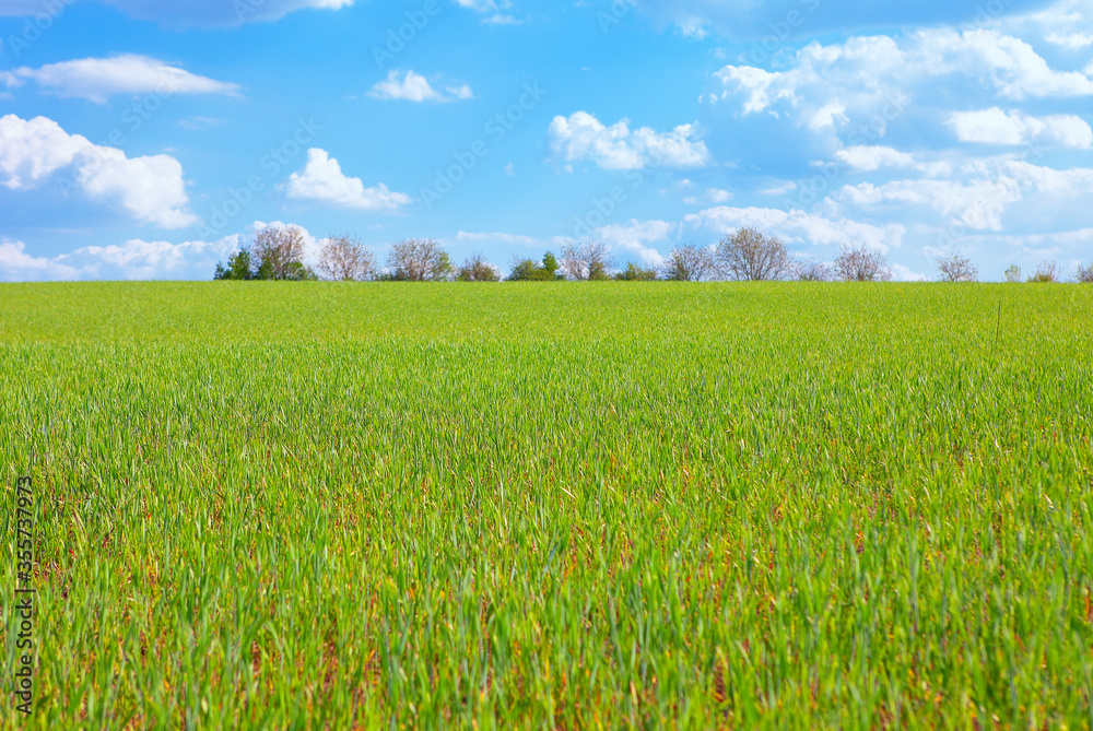 green agricultural field with barley green agricultural field with barley