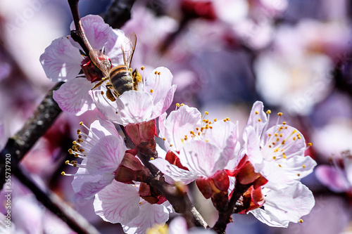 A bee enjoying the nectar on a flower apricot tree.