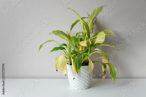 Wilting home flower Spathiphyllum in white pot against a light wall. Home green plant. Concept of home plant diseases. Abandoned home flower photo