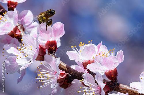A bee enjoying the nectar on a flower apricot tree.