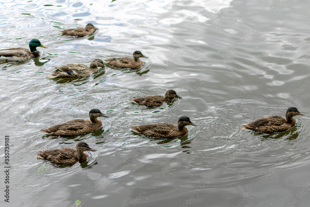 duck and ducklings duck and ducklings