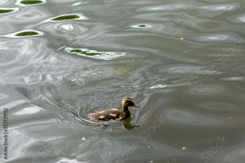 duckling in the water