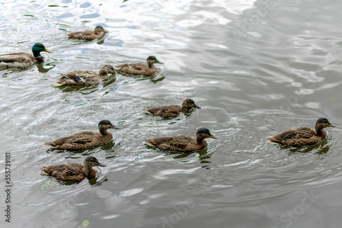 duck and ducklings