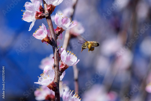 A bee enjoying the nectar on a flower apricot tree.