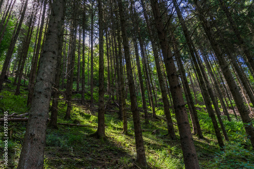 Pine forest in Germany 