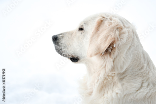 Fotografie Golden Retriever im Winter