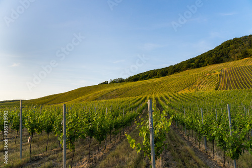 Blue sky over the vast green vineyards of Moselle river valley in Germany in Bernkastel-Kues located on a hill.