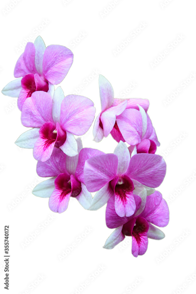 Close up orchid flower isolated on white background with clipping path.