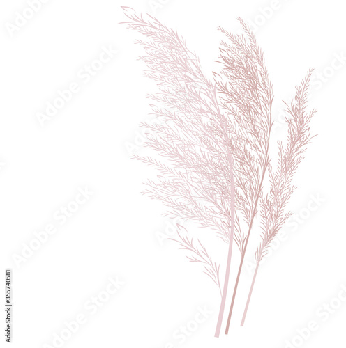 Vector stock illustration of pampas grass. Cream branch of dry grass. Panicle Cortaderia selloana South America, feather flower head plumesstep. Soft pink color. Template for a wedding card.