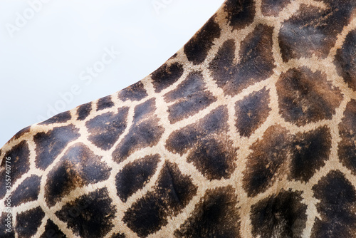 Photography Giraffe pattern against blue sky showing detailed giraffe body and back