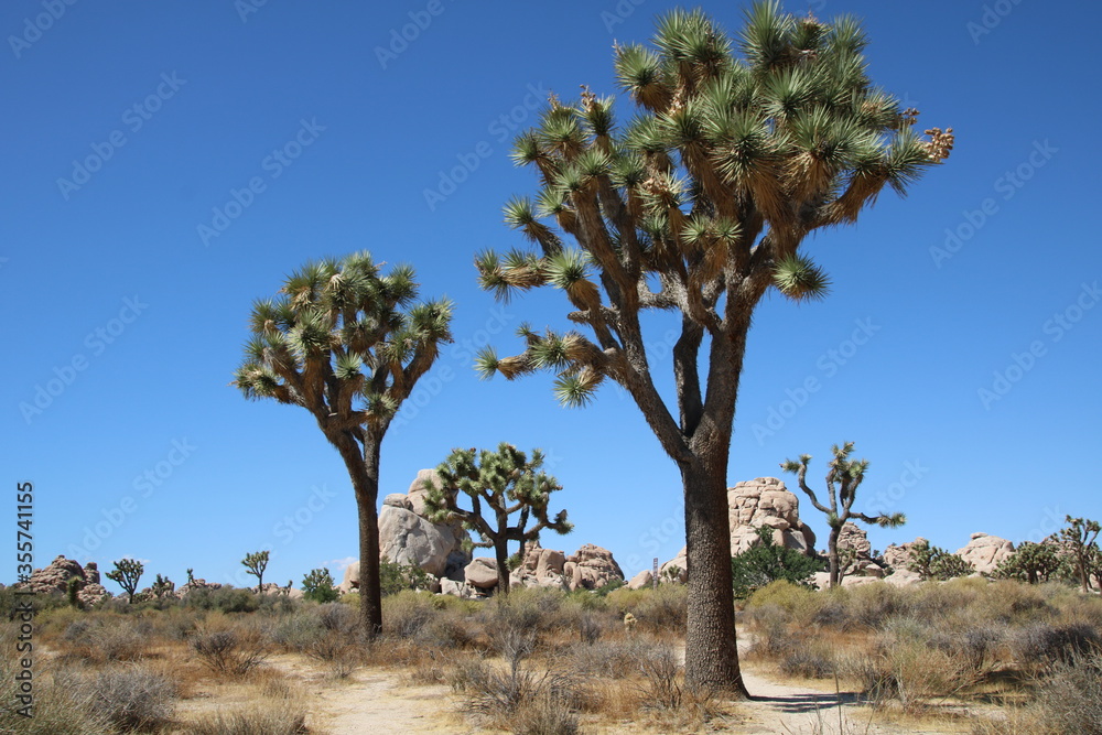 Fototapeta premium Joshua Tree National Park, California, USA