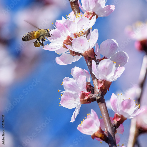 A bee enjoying the nectar on a flower apricot tree.