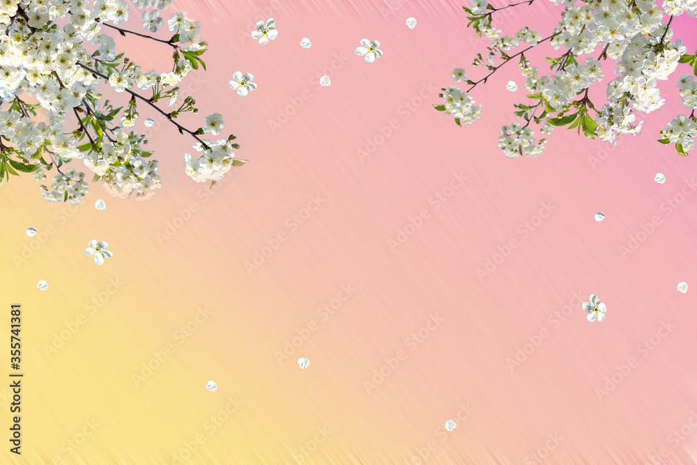 Branches of blossoming cherry with soft focus on gentle light pink sky