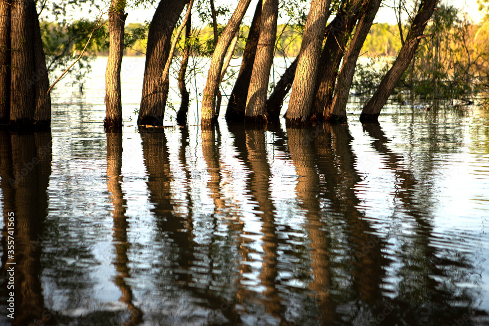 Trees submerged in water. Raised water level in the river. Reflection of trees in the water. Flood. Trees submerged in water. Raised water level in the river. Reflection of trees in the water. Flood.