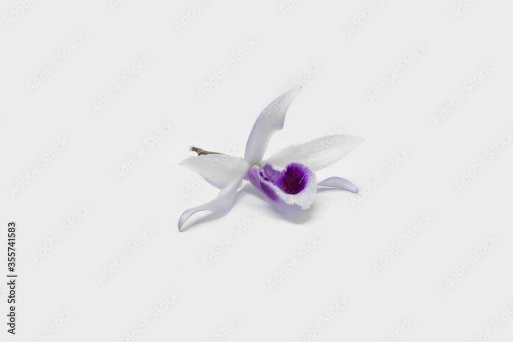 blue iris flower on white