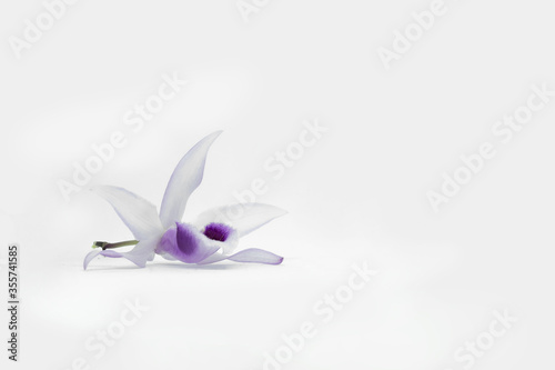 blue iris flower on white