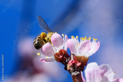 A bee enjoying the nectar on a flower apricot tree.