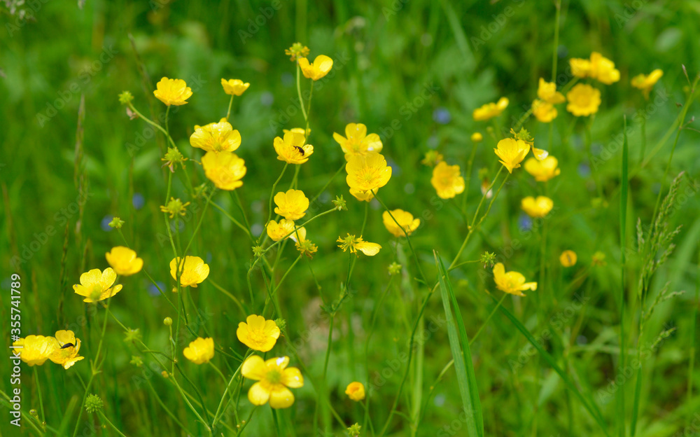 Ranunculus acris or buttercups. Common names include meadow buttercup