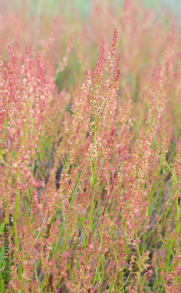 Rumex acetosella, commonly known as red sorrel, sheep's sorrel, field sorrel and sour weed