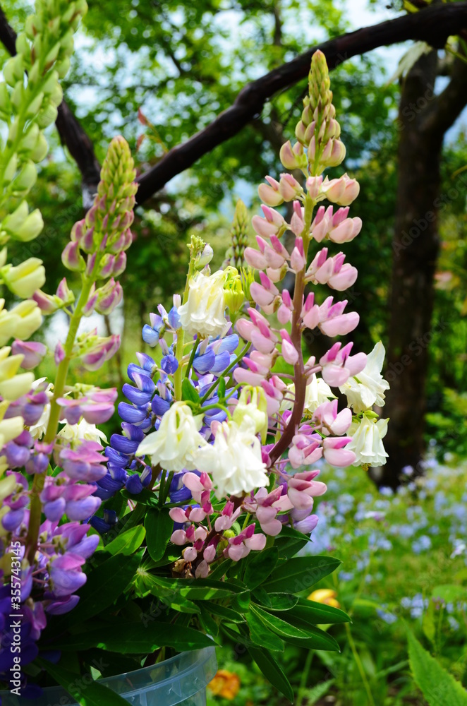 Obraz premium Violet and pink lupines flowering in the garden