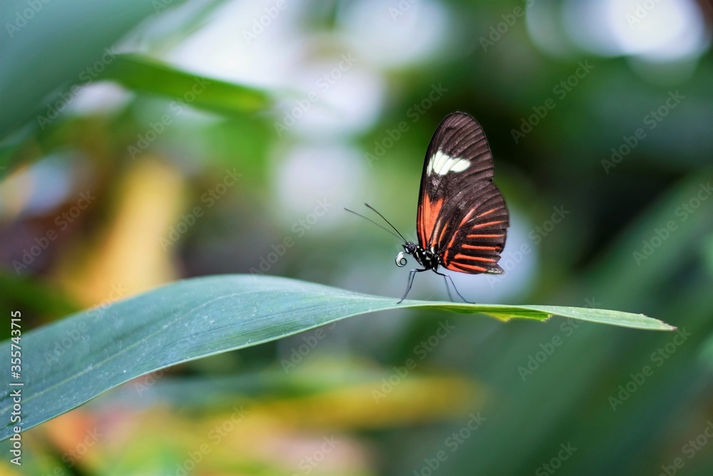 Fototapeta premium Tropical butterfly