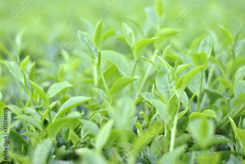 Green tea buds and fresh leaves. Tea plantations in Sidamanik. Pemantang Siantar. Indonesia