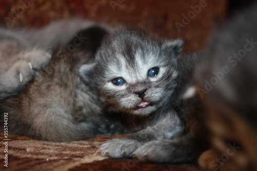 a small born gray kitten opened its eyes