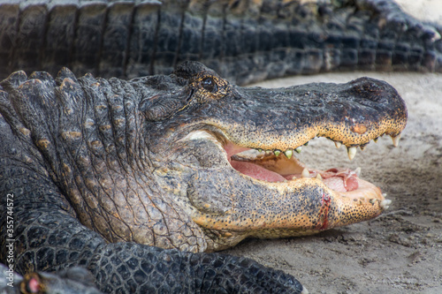 Close up American alligator head with open jaw. Florida, Everglades National Park, USA