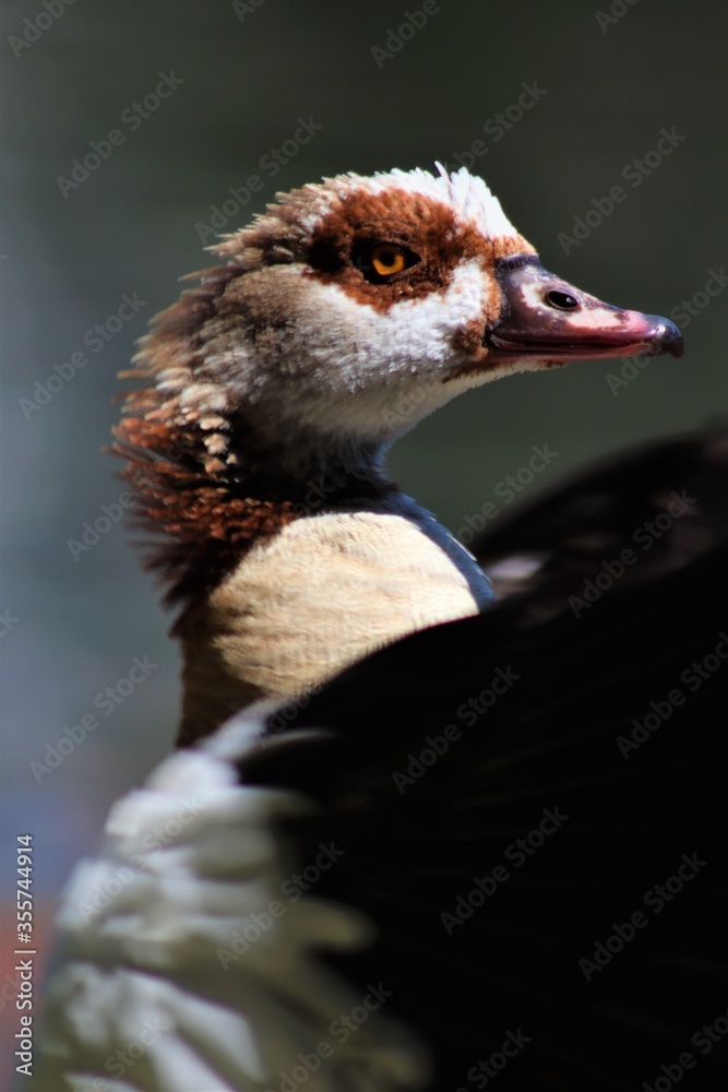 Fototapeta premium natureza