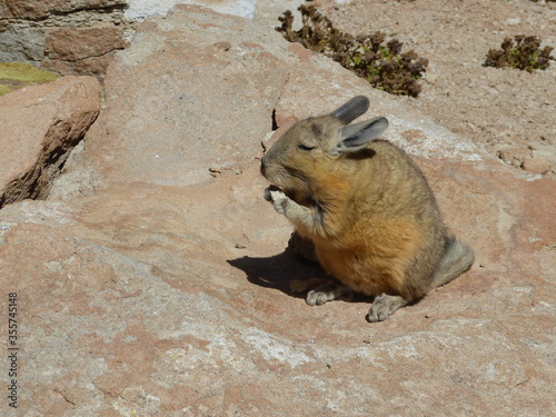 Viscacha are rodent of two genera (Lagidium and Lagostomus) in the family Chinchillidae. They are native to South America and look similar to, but are not closely related to rabbits.  photo