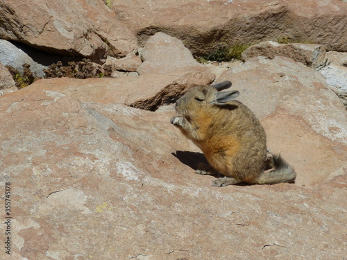 Viscachas are rodent in the family Chinchillidae. They are native to South America and look similar to but are not closely related to rabbits.  photo