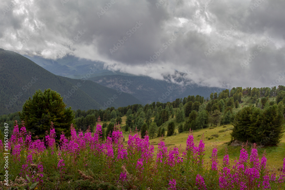 Obraz premium Coniferous forest on the background of the Altai mountains. Summer cloudy day. Blooming valley.