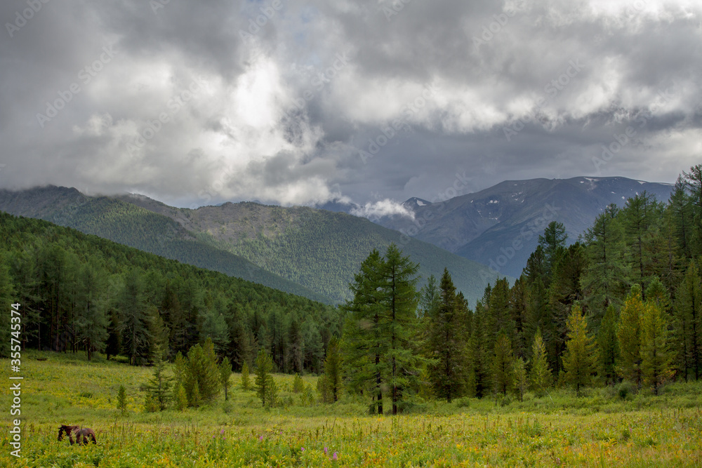 Coniferous forest on the background of the Altai mountains. Summer cloudy day.