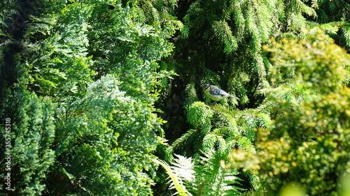 Sikorka  ptak na drzewie  na choince